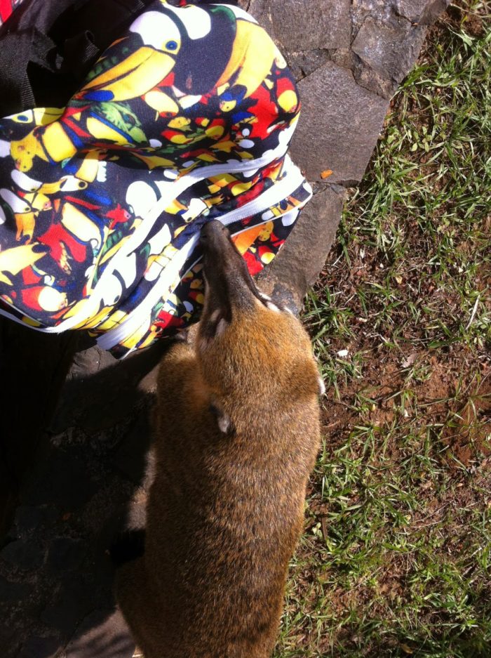 Quati "inspecionando" a minha mochila em busca de comida