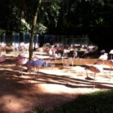 Flamingos no Parque das Aves