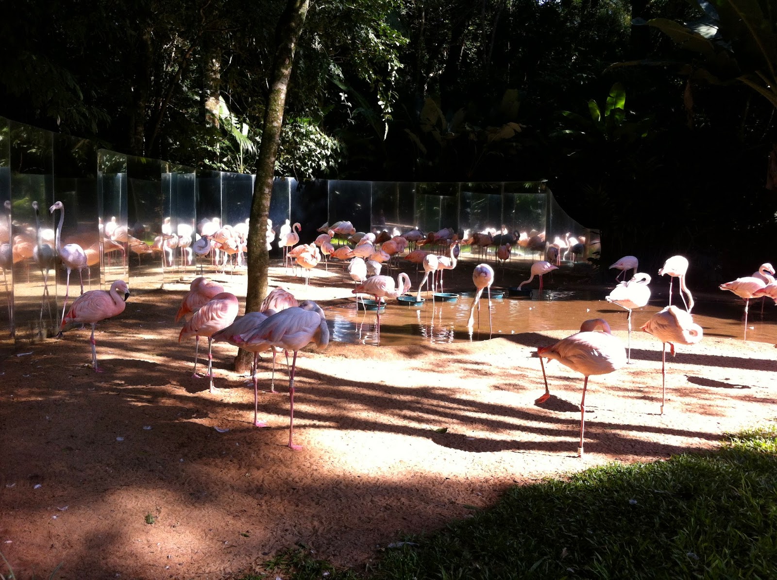 Flamingos no Parque das Aves