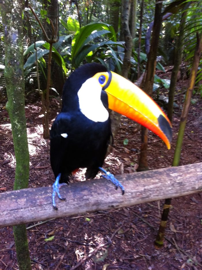 Nos viveiros podemos chegar bem perto das aves; os tucanos são super receptivos
