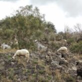 Cabras e ovelhas no caminho para o Valle del Bove