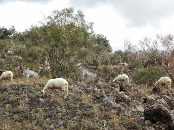 Cabras e ovelhas no caminho para o Valle del Bove