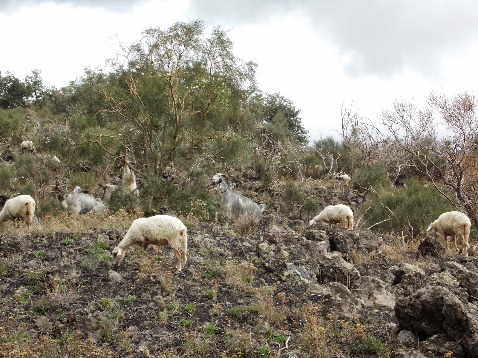 Cabras e ovelhas no caminho para o Valle del bove