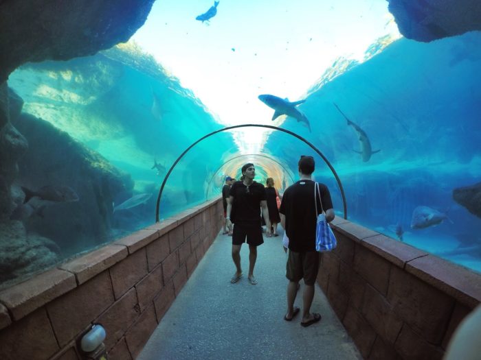 Túnel através do Atlantis Aquarium
