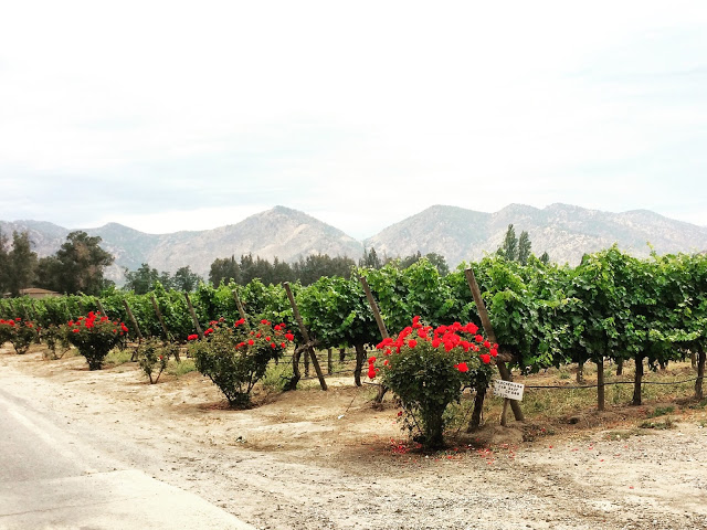 Viña Santa Rita