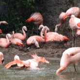 Flamingos no Zoo de Santiago