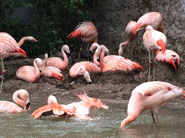 Flamingos no Zoo de Santiago