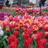 Keukenhof – Jardim das Tulipas