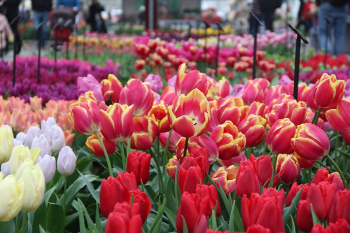 Keukenhof – Jardim das Tulipas