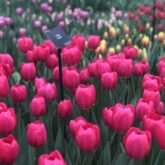 Keukenhof – Jardim das Tulipas