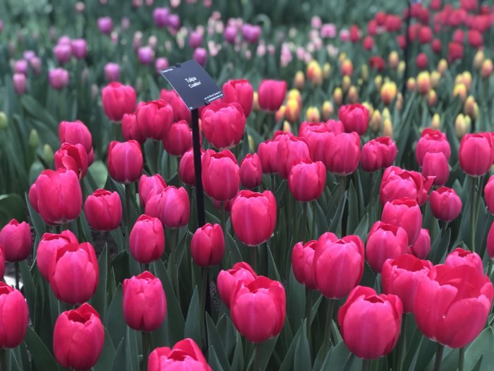 Keukenhof – Jardim das Tulipas