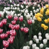 Keukenhof – Jardim das Tulipas