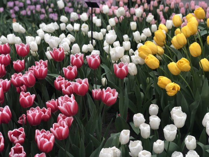 Keukenhof – Jardim das Tulipas