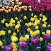 Keukenhof – Jardim das Tulipas