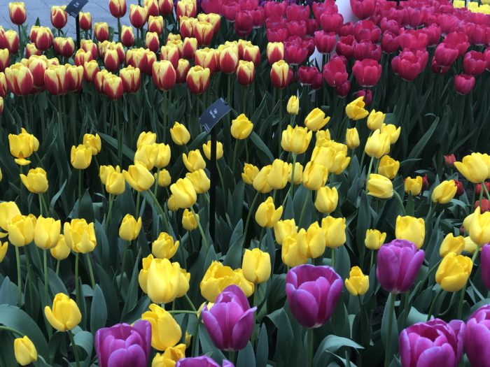 Keukenhof – Jardim das Tulipas