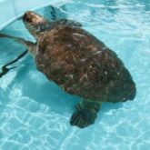 Loggerhead Marinelife Center