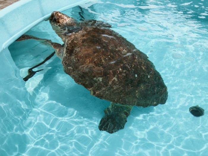 Loggerhead Marinelife Center