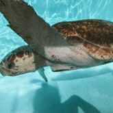 Loggerhead Marinelife Center