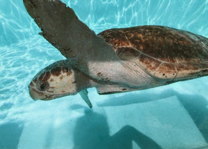 Loggerhead Marinelife Center