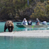 Ver ursos no Alasca | Fonte: Visit Anchorage