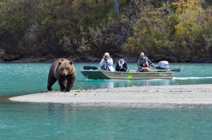 Ver ursos no Alasca | Fonte: Visit Anchorage