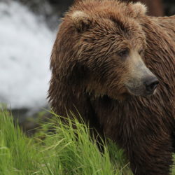 Viagem ao Alasca: a fantástica experiência de ver ursos