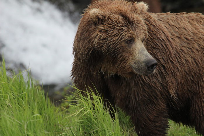 Ursos no Alasca | Fonte: Visit Anchorage