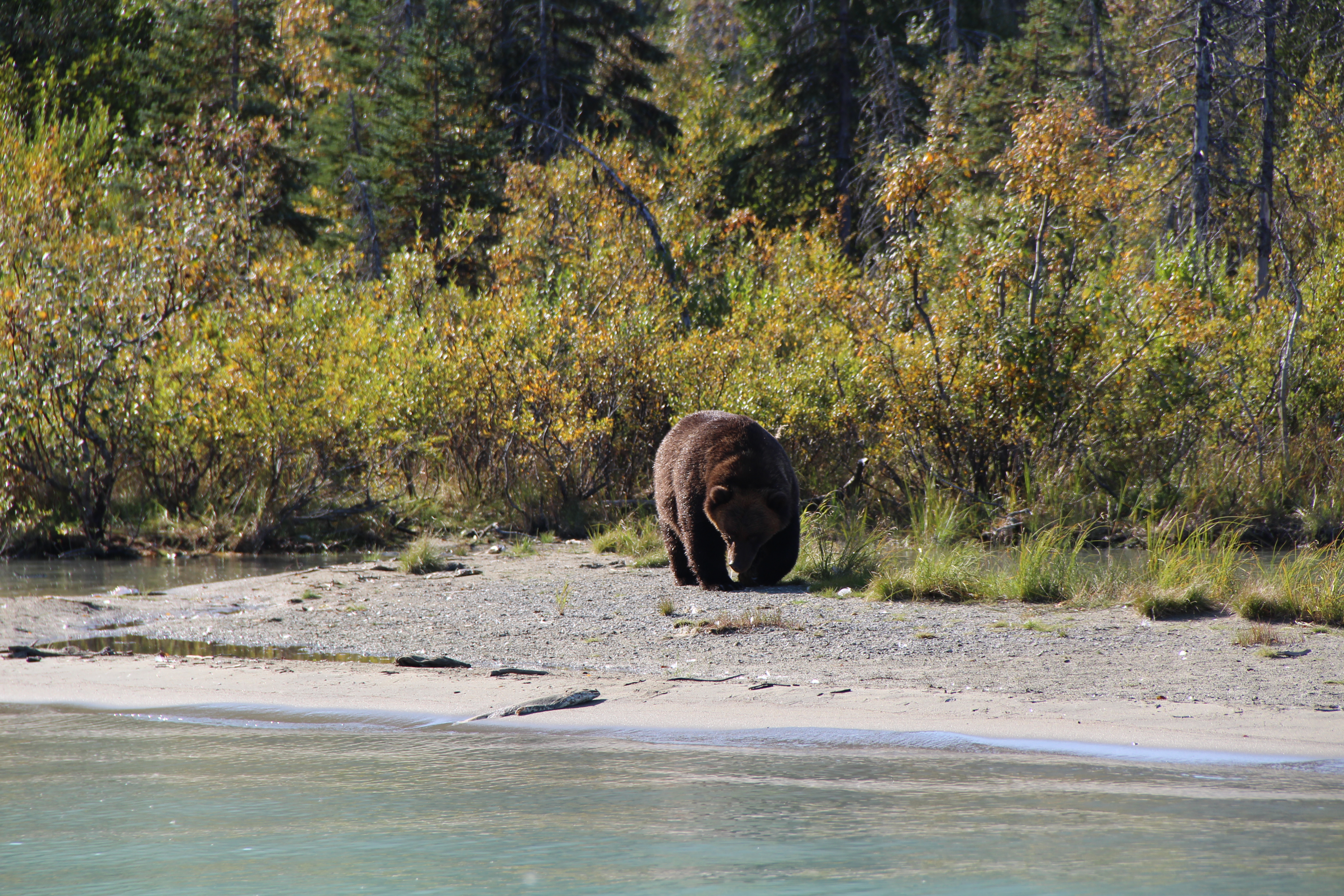 Ver ursos no Alasca