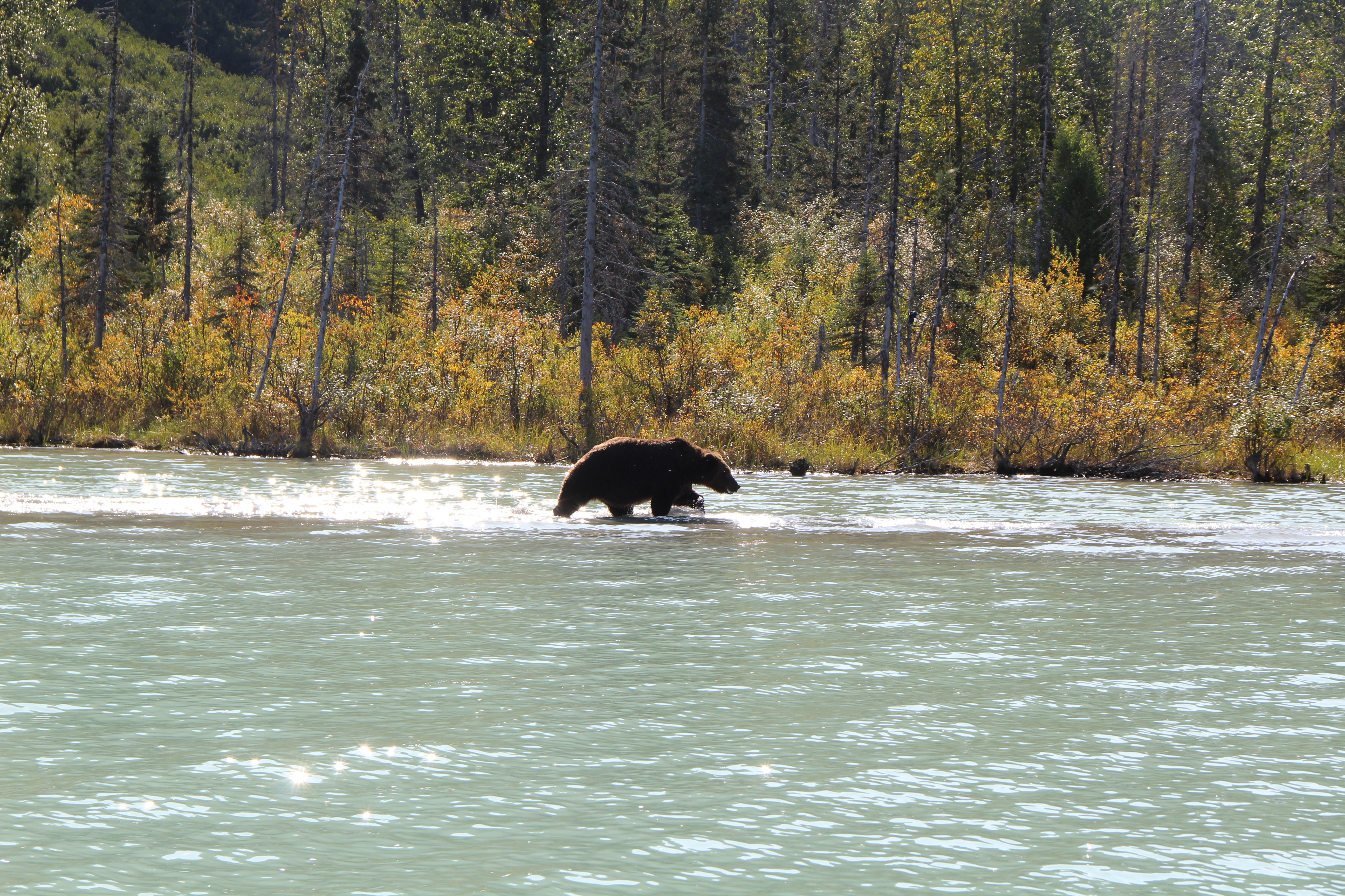 Ver ursos no Alasca