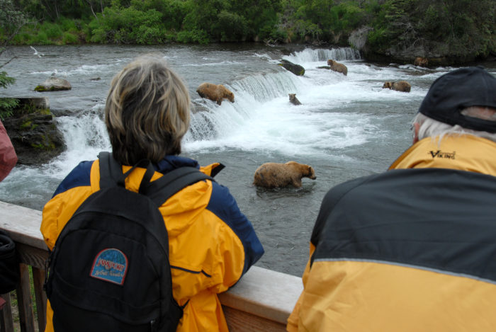 Alasca Ursos Katmai National Park