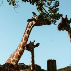safari california