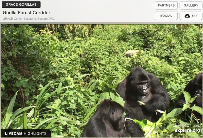 o que fazer em casa na quarentena - gorilas no explore.org
