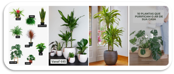 o que fazer em casa: plantas em casa