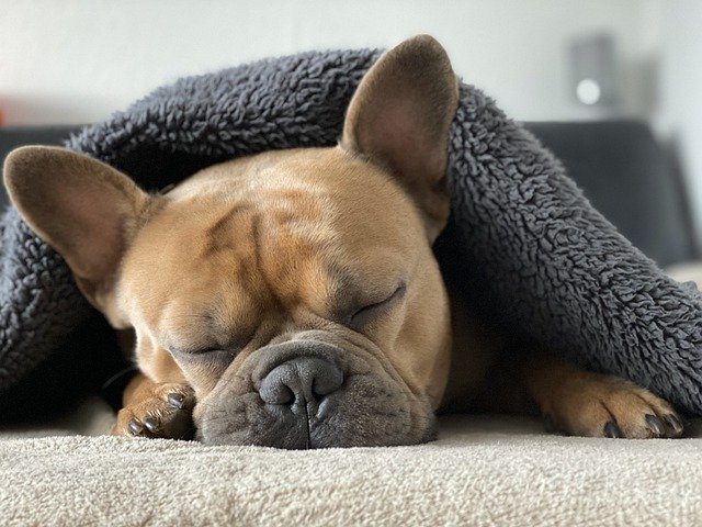 o que fazer na quarentena em casa - dormir